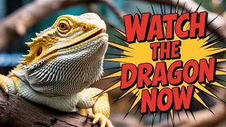 Live Reptile Cam - Bearded Dragon Live Cam - Reptile Live Cam