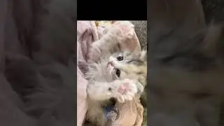 Inside a Cat's Heart||Unraveling the Daily Affection 🐱💕 #shortsviral #shorts #viral #viralvideo 😻❤️😻