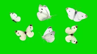 Beautiful White Butterflies flying Effects on Green Screen video