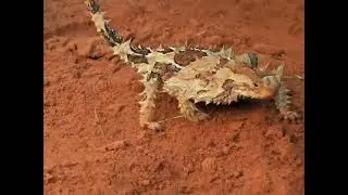 The deserts killer!! हिंदी डॉक्यूमेंट्री!!Desert challenges life!!
