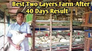 सबसे अच्छा दो मंजिला फार्म में 40 दिन का रिजल्ट || Two Layers Farm 40 Days Result #poultryfarming
