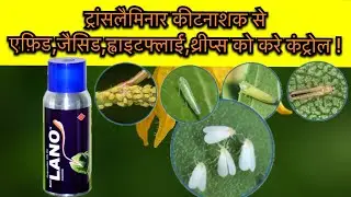 Sumitomo Lano insecticide | Translaminar insecticide | रस चुसक इंसेक्टिसाइड |