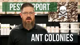 How Long Does it Take to Kill a Colony of Ants? | Pest Support