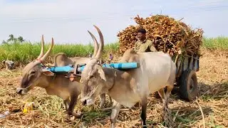 Bullock cart heavy load ride and mud ride | cow power performance & oxen videos | Bullocks video