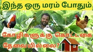 இந்த ஒரு மரம் போதும் கொட்டகை வேண்டாம்!! | TFO Farm channel