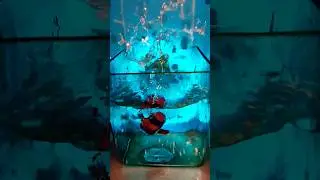 240 fps Aqua car fall #water #aquarium #car #diecast #fall #toy #blue #аквариум #вода #slowmo #slow