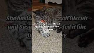 Obsessed Cat Loves the Flapping Owl Toy! #fok
