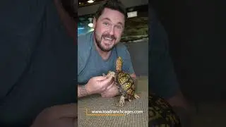 BIG NEWS for a FAMOUS TURTLE! #shorts