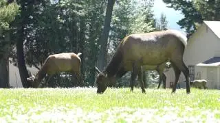 Yellowstone: Elk herd grazing