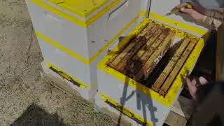 Learn Beekeeping all levels. Swarming, honey, queens, brood 2025