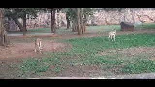 Little Deers at Deer Enclosures in The Mumbai Zoo Veermata Jijabai Bhosale Botanical park and Zoo