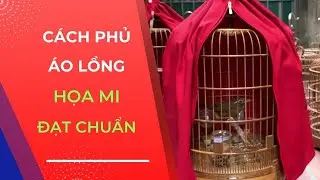 Cách phủ áo lồng cho họa mi đạt chuẩn