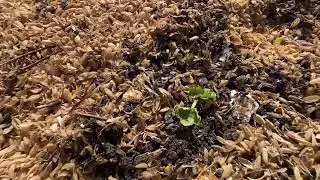 今回のはマジの芽が出た！！