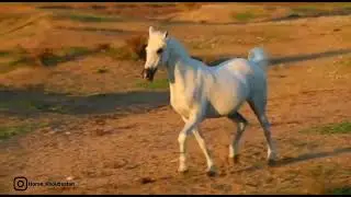 arabian asil horse of khouzestan:Chogoul by Dasht Ahou and out of Rasouleh
