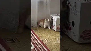 #Funny#animals. Don't make a scene with me.