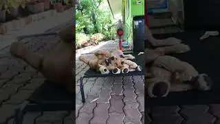 🐈🐈🐈😆😍#trueline #words #tamil #dubbing #dogcomedy #motivation #doglife #love #pets #workout #viral