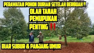 PERAWATAN DURIAN SETELAH BERBUAH ⁉️ PENGGEMBURAN DAN PEMUPUKAN 💯✅