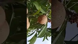 #chiku #fruit #viral #top #top10 #foryou