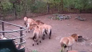 Wild Asia Monorail at Bronx Zoo, Part 1, Bronx, NY, October 13, 2017