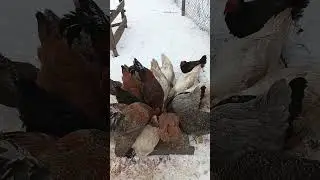 my flock of cluckers and quackers
