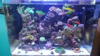 Radiant wrasse is out and about  7/22/17