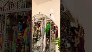 Funny played 