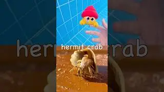 Sink or Float | Kids Learn | Sea Animal Names at the Pool: Manta Ray Seal Hermit Crab Clownfish