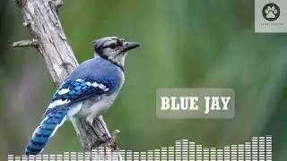 Blue jay call from nature! Amazing blue jay bird sounds!
