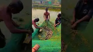 Semibiofloc Fish Farming Kharagpur🐟 #minivlog #fishfarming #biofloc #businessideas #agriculture