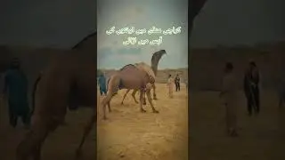 camel fighting moments #shorts #viral #eid #love #cow #eidmubarak #biggestbull #bull #camel  #fight
