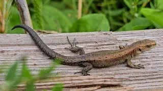 Ящерки живородящие (Zootoca vivipara)