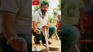 😂top 🎉 song 🎧music 🎙️ Mahadev 🙏 #indianspectacledcobra 👉 #snakerescue 👉 #kingcobra 👉 #snakevideo 👈🙏🏼