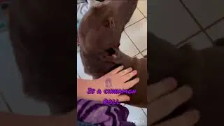 #bestfriend #allmydogs more videos coming soon!
