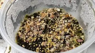 Actualización microinjertos con parafilm en pereskiopsis!