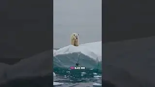 Polar Bears Are Actually Black #polarbears #nature