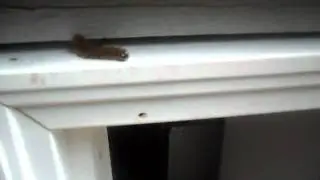 Spider kills catepillar.