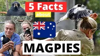 5 Facts about Magpies- The Fauna Fetchers