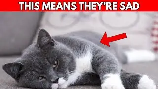 10 Sad Signs Your Cat Is Lonely &ndash; And Begging for Your Attention