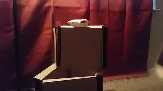 Stunt Cock