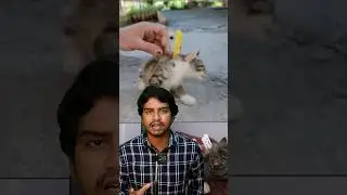 🐱Cat clip nosis method // Sri info (Tamil)