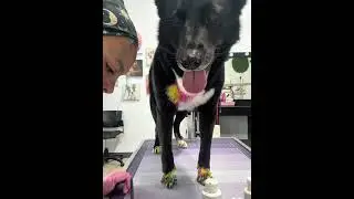 Creative Grooming with Sammi! 🩵🩷💚💛💜