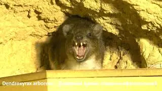 Dendroxyrax arboreus -  Деревний даман південноафриканський -   southern tree hyrax