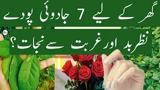 7 Magical Plants for Home to Remove Evil Eye and Attract Wealth