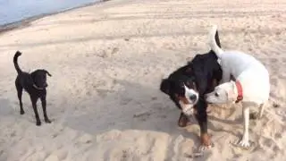 Nevi, Leni + Flanny am Rheinstrand.AVI