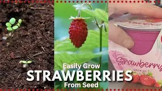 Growing Strawberries from Seed: Sowing Vendor Seed to Grow Strawberry Plants at Home