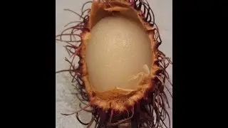 Rambutan Fruit Taste Test!
