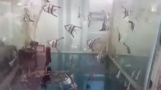 ikan hias MANFISH ALTUM ANGELFISH kalem dan santai cantik di aquarium