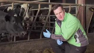 Lungworm clinical signs and diagnostics