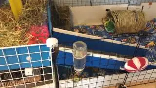 My C&C Cages with Fleece