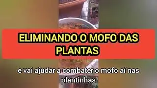 Como fazer para eliminar o mofo das plantas 